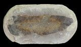 Fossil Neuropteris Seed Fern Leaf (Pos/Neg) - Mazon Creek #72369-2